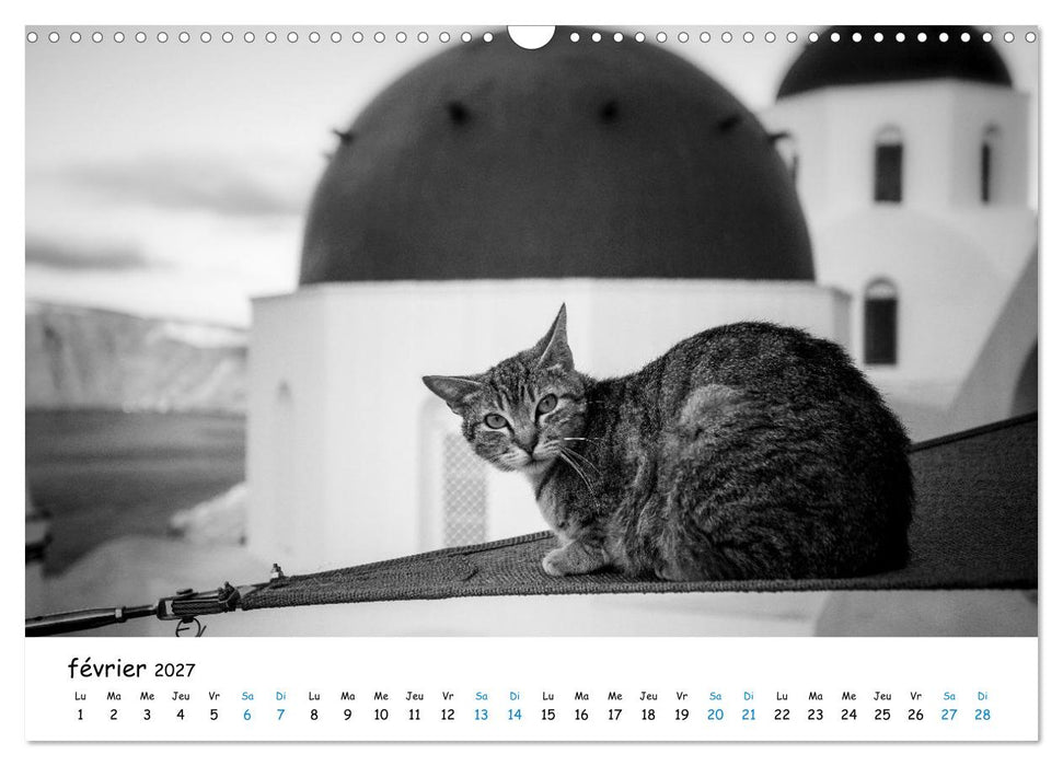Chats de Santorin - Les princes d'Oia en noir et blanc (CALVENDO Calendrier mensuel 2027)