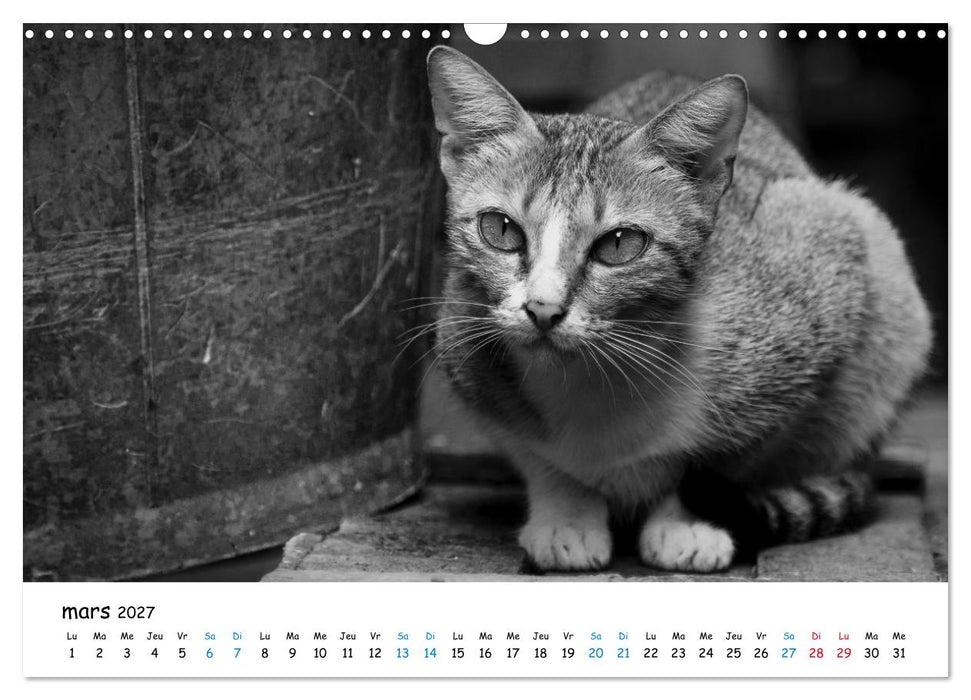 Chats de Santorin - Les princes d'Oia en noir et blanc (CALVENDO Calendrier mensuel 2027)