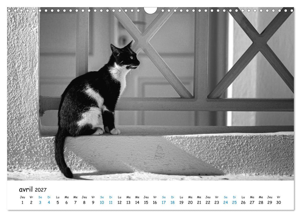 Chats de Santorin - Les princes d'Oia en noir et blanc (CALVENDO Calendrier mensuel 2027)