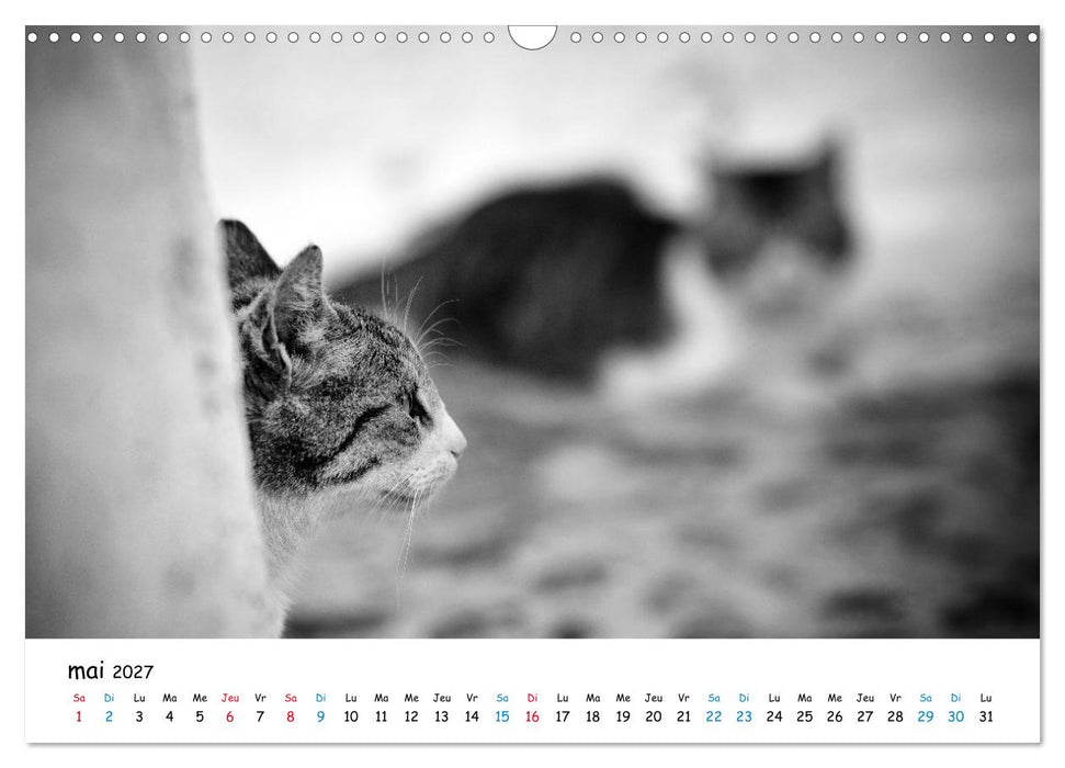 Chats de Santorin - Les princes d'Oia en noir et blanc (CALVENDO Calendrier mensuel 2027)