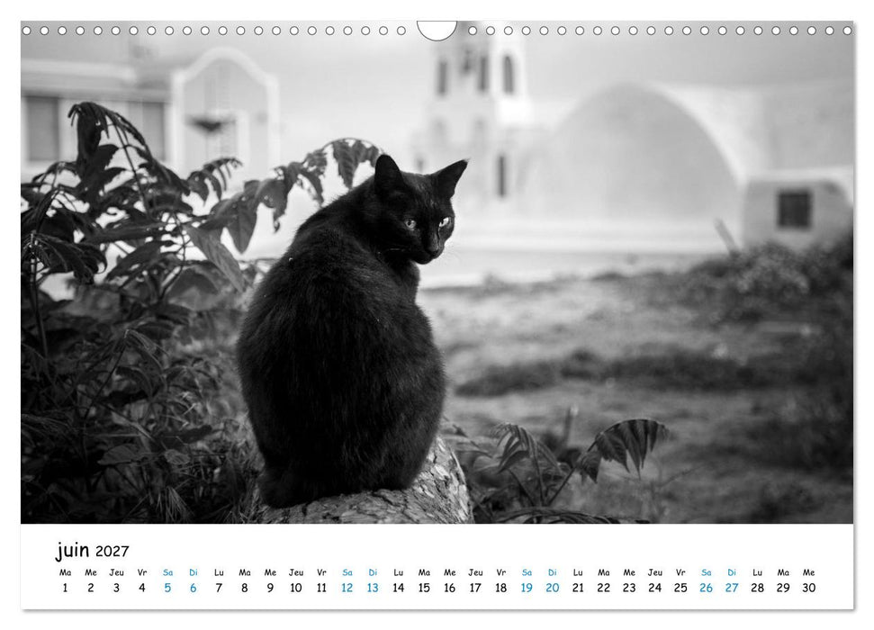 Chats de Santorin - Les princes d'Oia en noir et blanc (CALVENDO Calendrier mensuel 2027)
