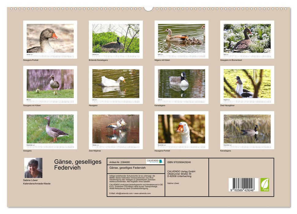 Gänse, geselliges Federvieh (CALVENDO Premium Wandkalender 2027)