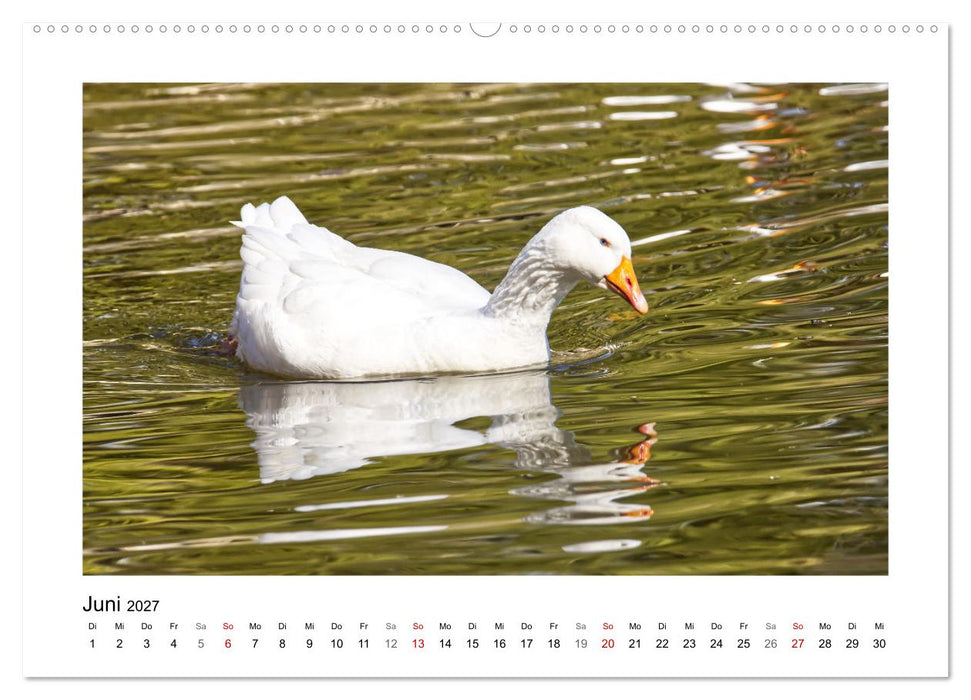 Gänse, geselliges Federvieh (CALVENDO Premium Wandkalender 2027)