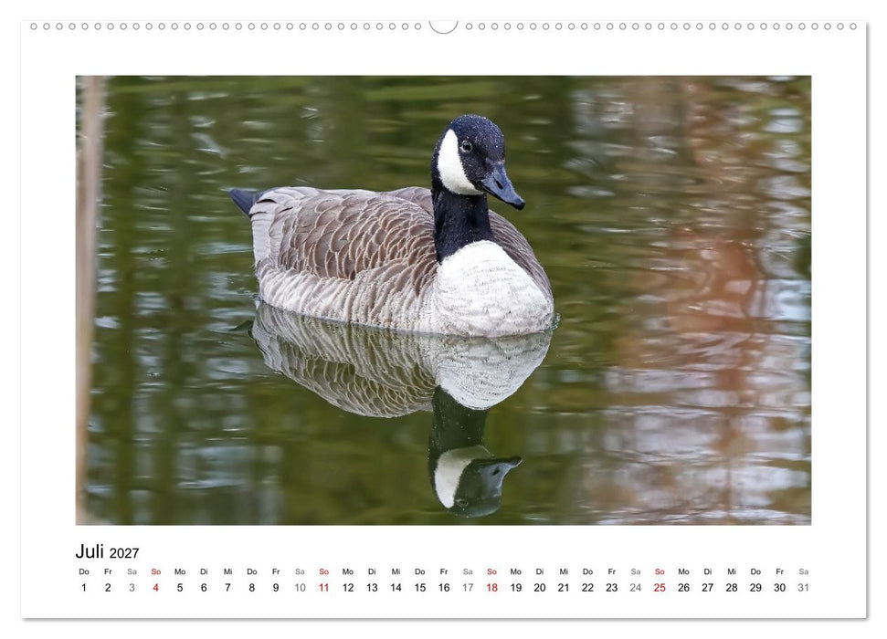 Gänse, geselliges Federvieh (CALVENDO Premium Wandkalender 2027)
