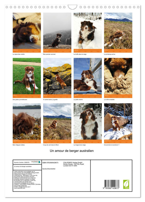 Un amour de berger australien (CALVENDO Calendrier mensuel 2027)