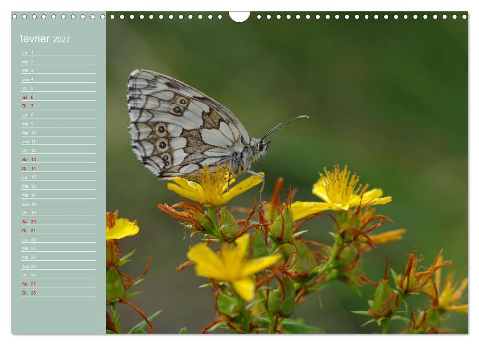 Merveilleux papillons (CALVENDO Calendrier mensuel 2027)