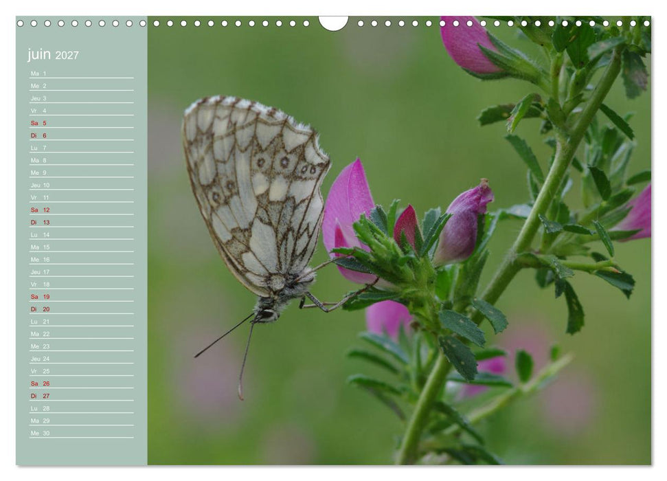 Merveilleux papillons (CALVENDO Calendrier mensuel 2027)