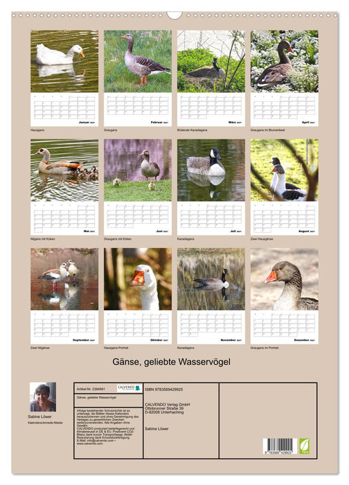 Gänse, geliebte Wasservögel (CALVENDO Wandkalender 2027)