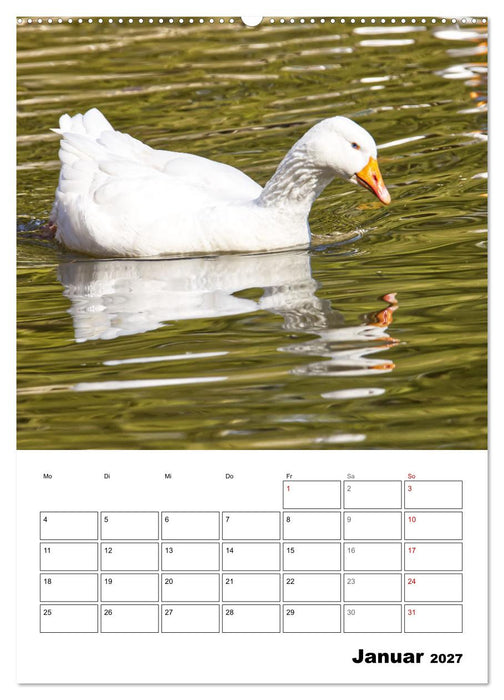 Gänse, geliebte Wasservögel (CALVENDO Wandkalender 2027)