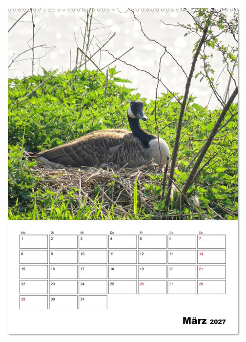 Gänse, geliebte Wasservögel (CALVENDO Wandkalender 2027)