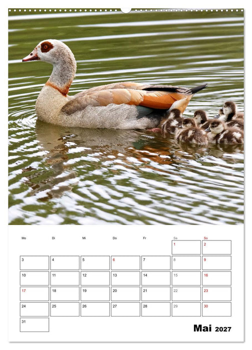 Gänse, geliebte Wasservögel (CALVENDO Wandkalender 2027)