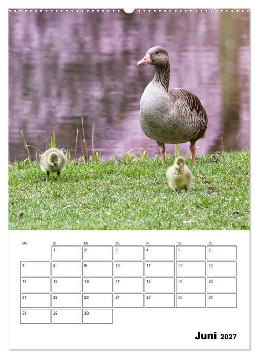 Gänse, geliebte Wasservögel (CALVENDO Wandkalender 2027)