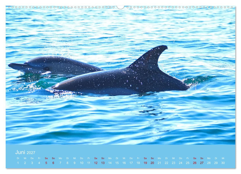 Natürlich Delfine (CALVENDO Premium Wandkalender 2027)