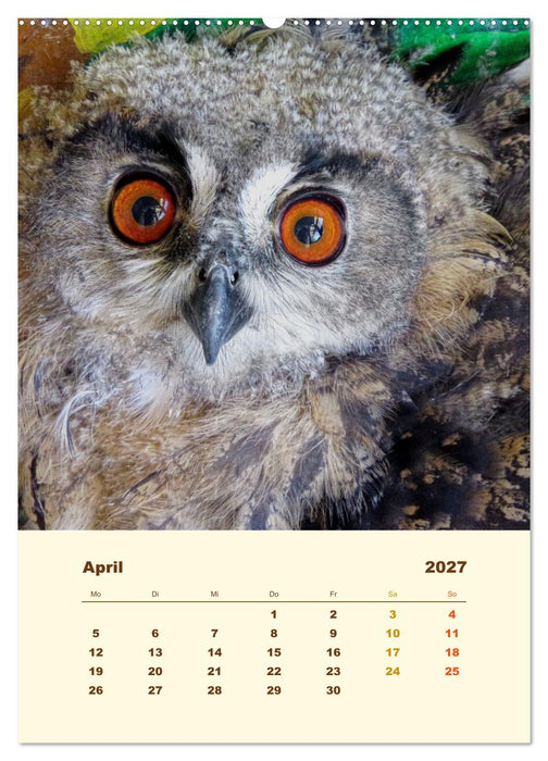 Uhu, die Faszination bernsteinfarbener Augen (CALVENDO Wandkalender 2027)
