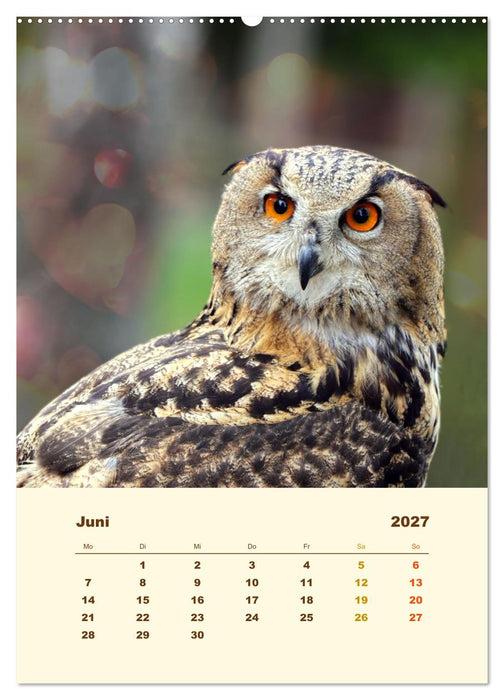 Uhu, die Faszination bernsteinfarbener Augen (CALVENDO Wandkalender 2027)