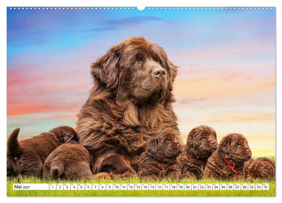 Ohne Hund ist alles nichts - Mit unseren besten Freunden durch das Jahr (CALVENDO Premium Wandkalender 2027)