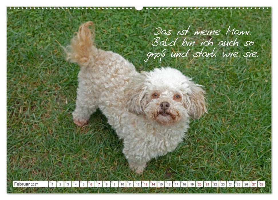 Hallo, ich bin Lilly (CALVENDO Premium Wandkalender 2027)