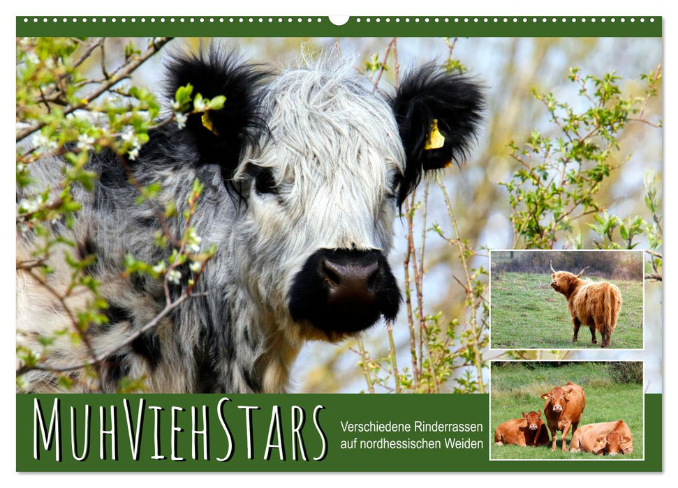 MuhViehStars (CALVENDO Wandkalender 2027)