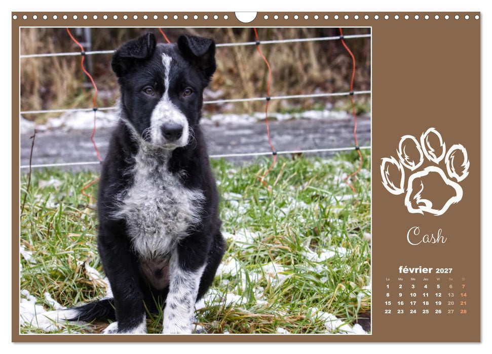 Border collie puppies (CALVENDO Calendrier mensuel 2027)