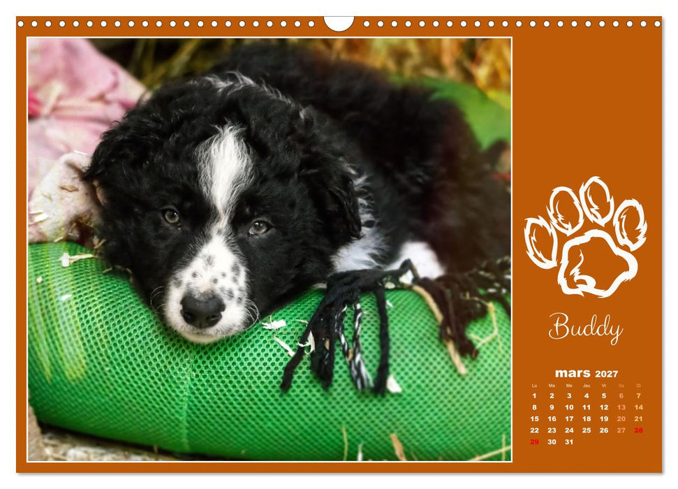 Border collie puppies (CALVENDO Calendrier mensuel 2027)