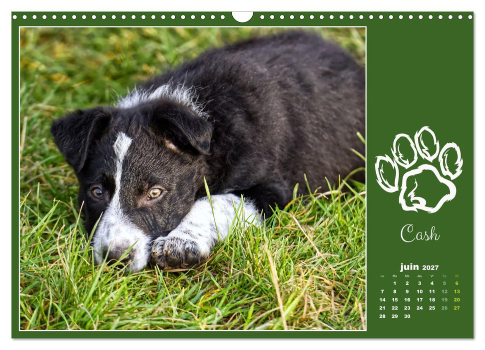 Border collie puppies (CALVENDO Calendrier mensuel 2027)
