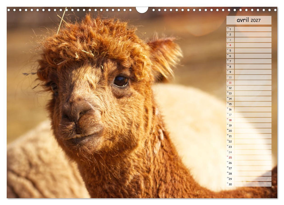 Alpagas, doudous aux coiffures sauvages (CALVENDO Calendrier mensuel 2027)