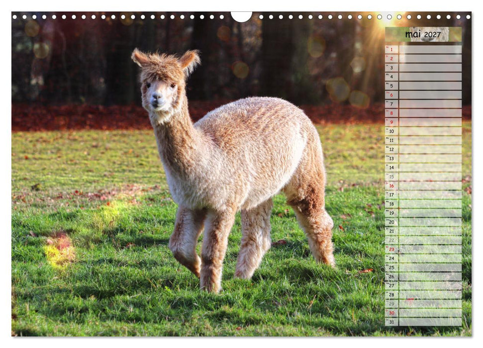 Alpagas, doudous aux coiffures sauvages (CALVENDO Calendrier mensuel 2027)