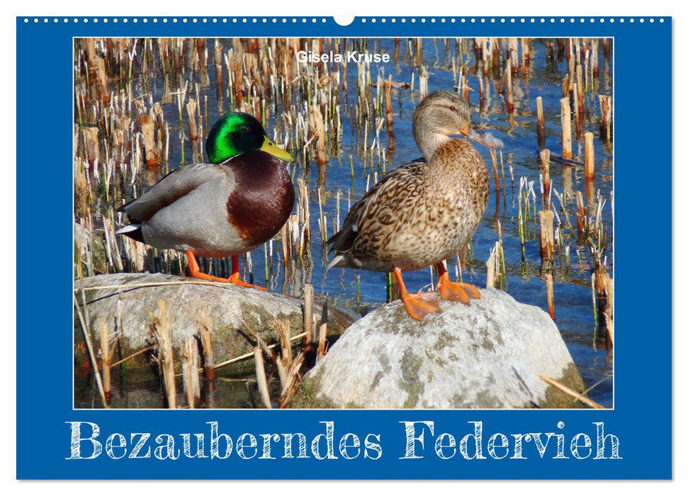 Bezauberndes Federvieh (CALVENDO Wandkalender 2027)
