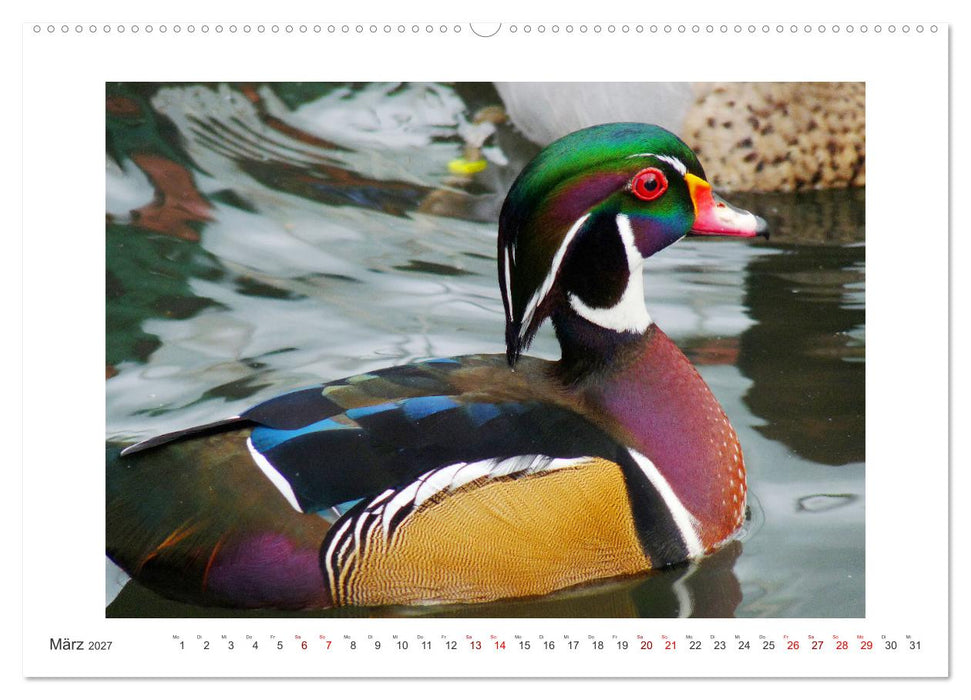 Bezauberndes Federvieh (CALVENDO Wandkalender 2027)