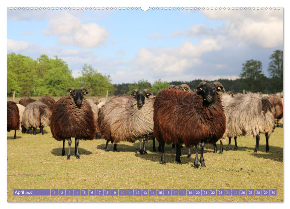 Die Farbenpracht der Lüneburger Heide (CALVENDO Wandkalender 2027)