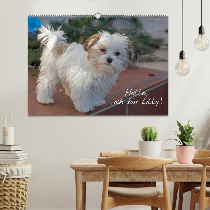 Hallo, ich bin Lilly (CALVENDO Wandkalender 2027)