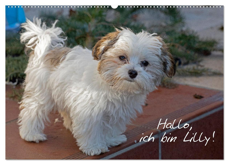 Hallo, ich bin Lilly (CALVENDO Wandkalender 2027)