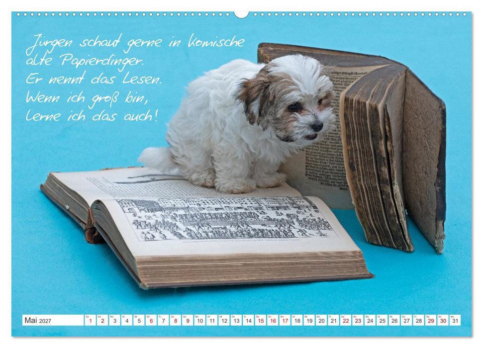Hallo, ich bin Lilly (CALVENDO Wandkalender 2027)