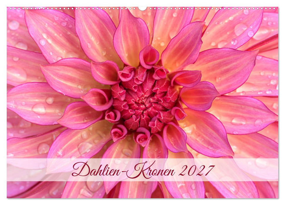 Dahlien-Kronen (CALVENDO Wandkalender 2027)
