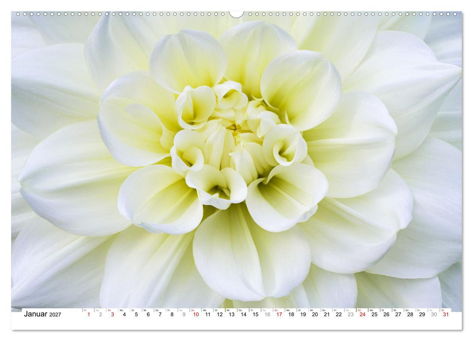 Dahlien-Kronen (CALVENDO Wandkalender 2027)