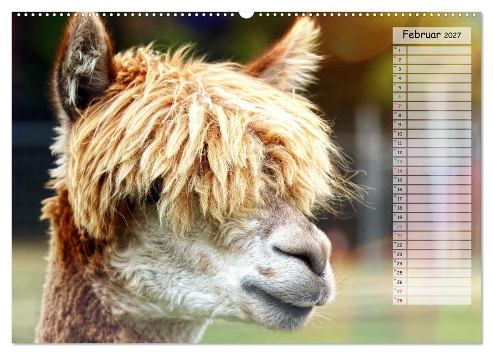 Alpaka, coole Typen mit wilden Frisuren (CALVENDO Wandkalender 2027)