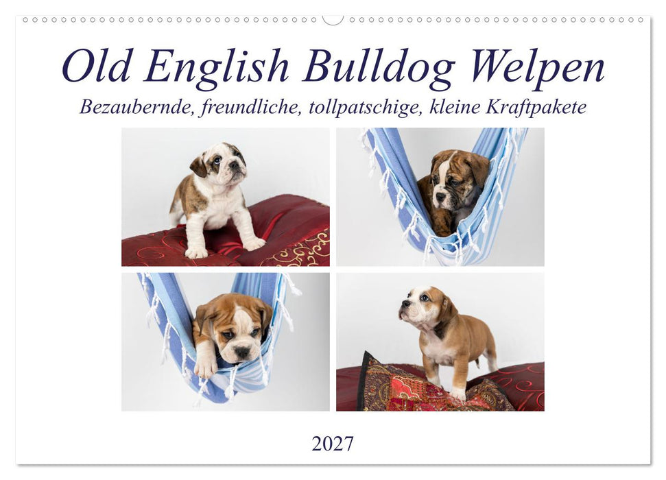 Old English Bulldog Welpen (CALVENDO Wandkalender 2027)