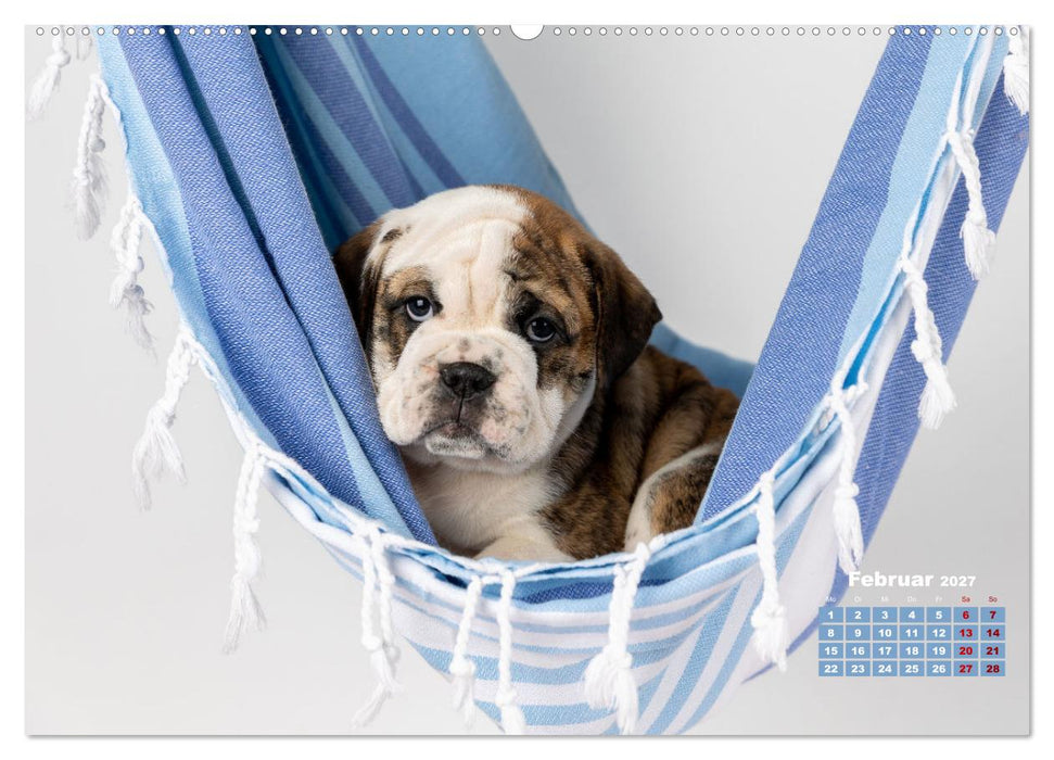 Old English Bulldog Welpen (CALVENDO Wandkalender 2027)