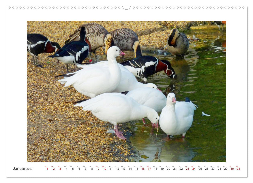 Bezauberndes Federvieh (CALVENDO Premium Wandkalender 2027)