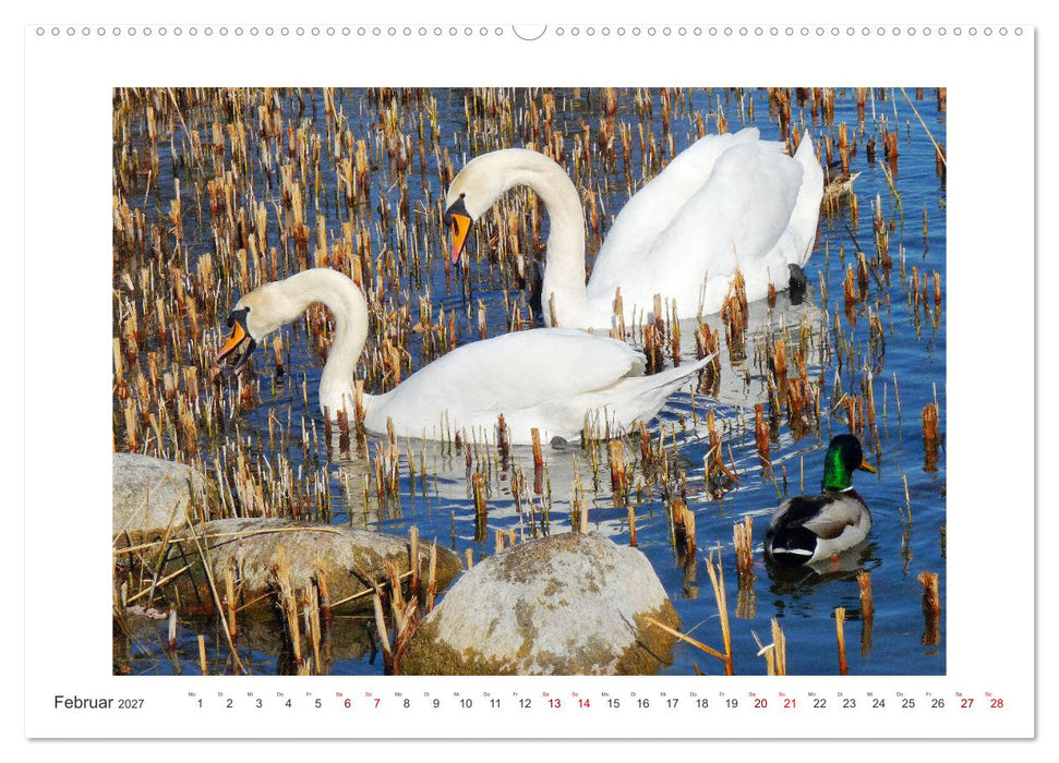 Bezauberndes Federvieh (CALVENDO Premium Wandkalender 2027)