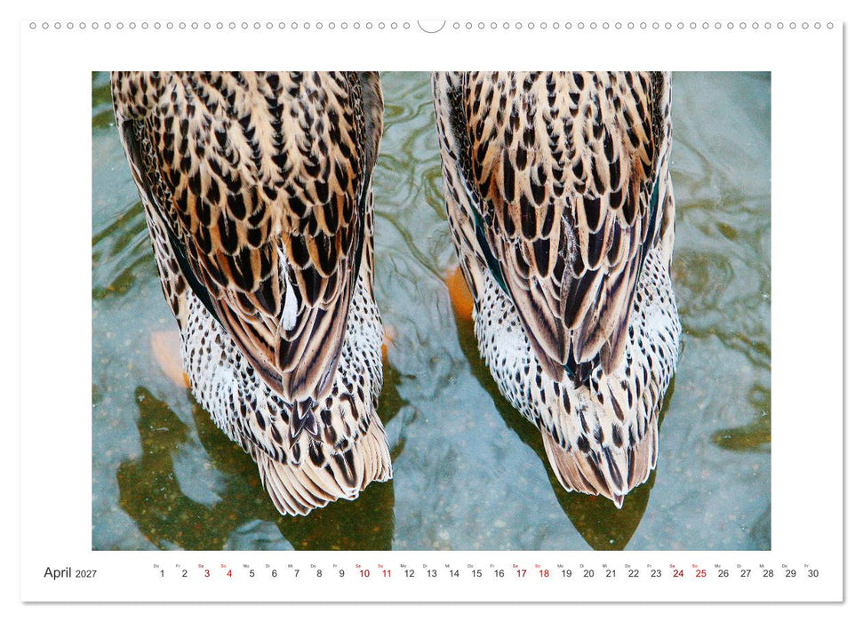 Bezauberndes Federvieh (CALVENDO Premium Wandkalender 2027)