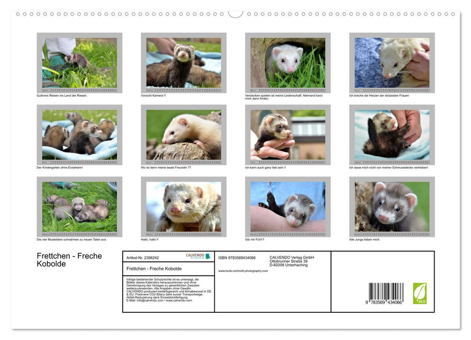 Frettchen - Freche Kobolde (CALVENDO Premium Wandkalender 2027)
