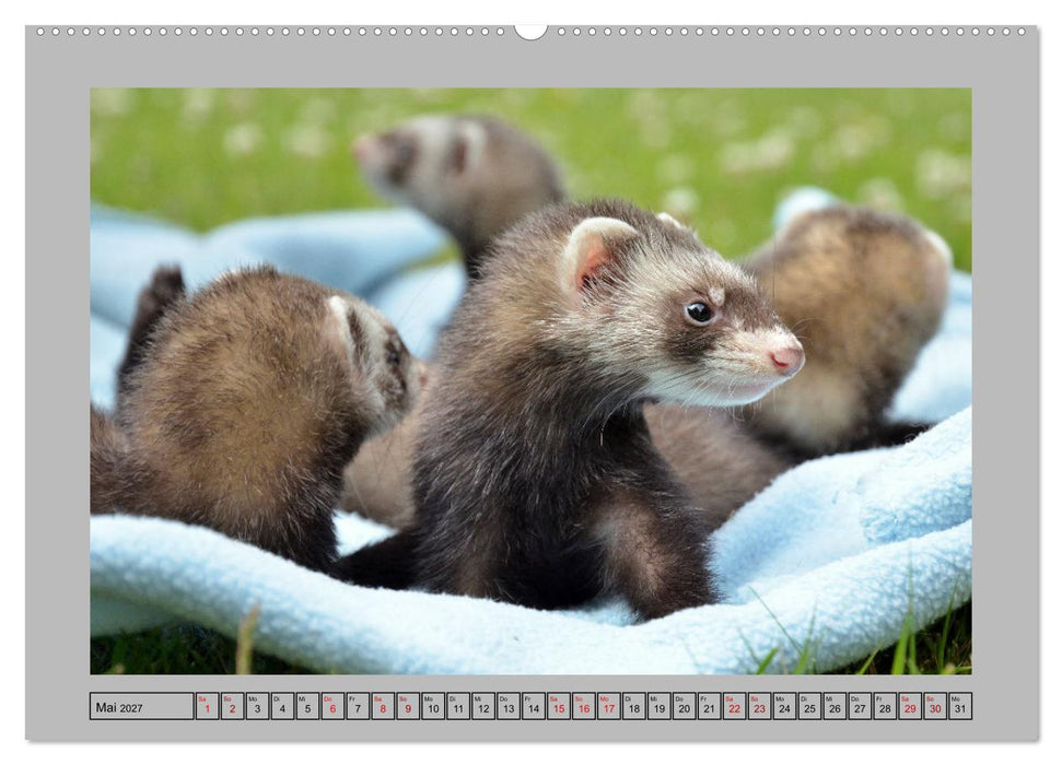 Frettchen - Freche Kobolde (CALVENDO Premium Wandkalender 2027)