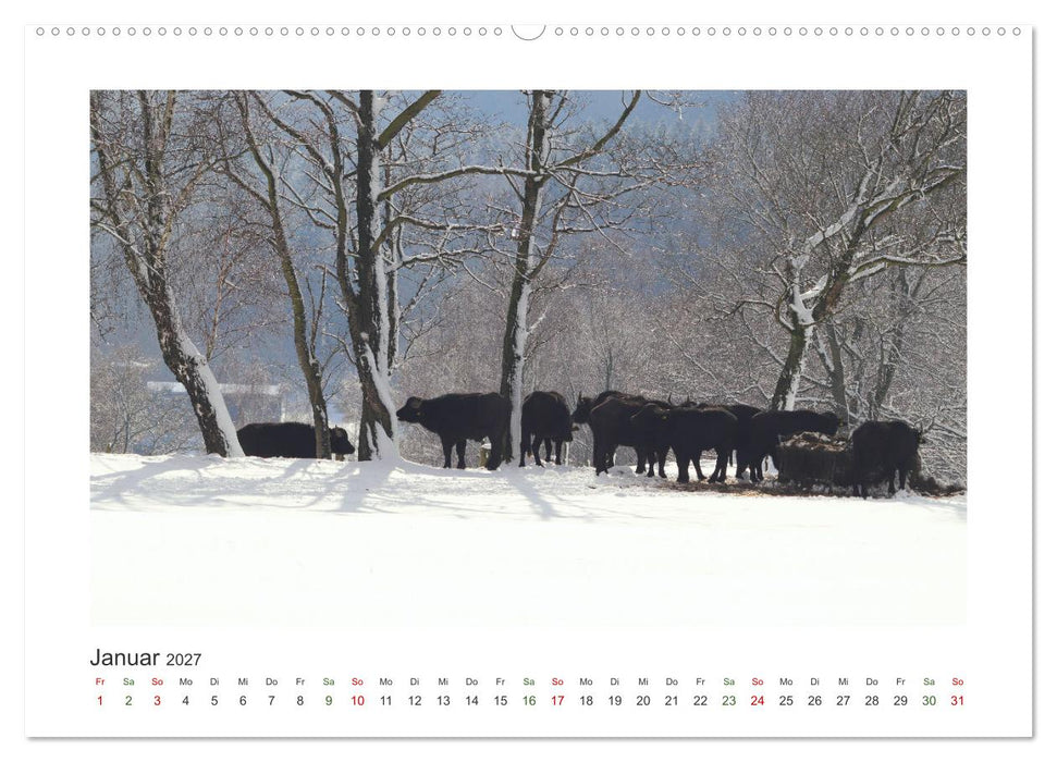 MuhViehStars (CALVENDO Premium Wandkalender 2027)