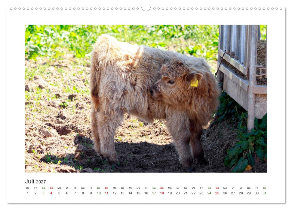 MuhViehStars (CALVENDO Premium Wandkalender 2027)