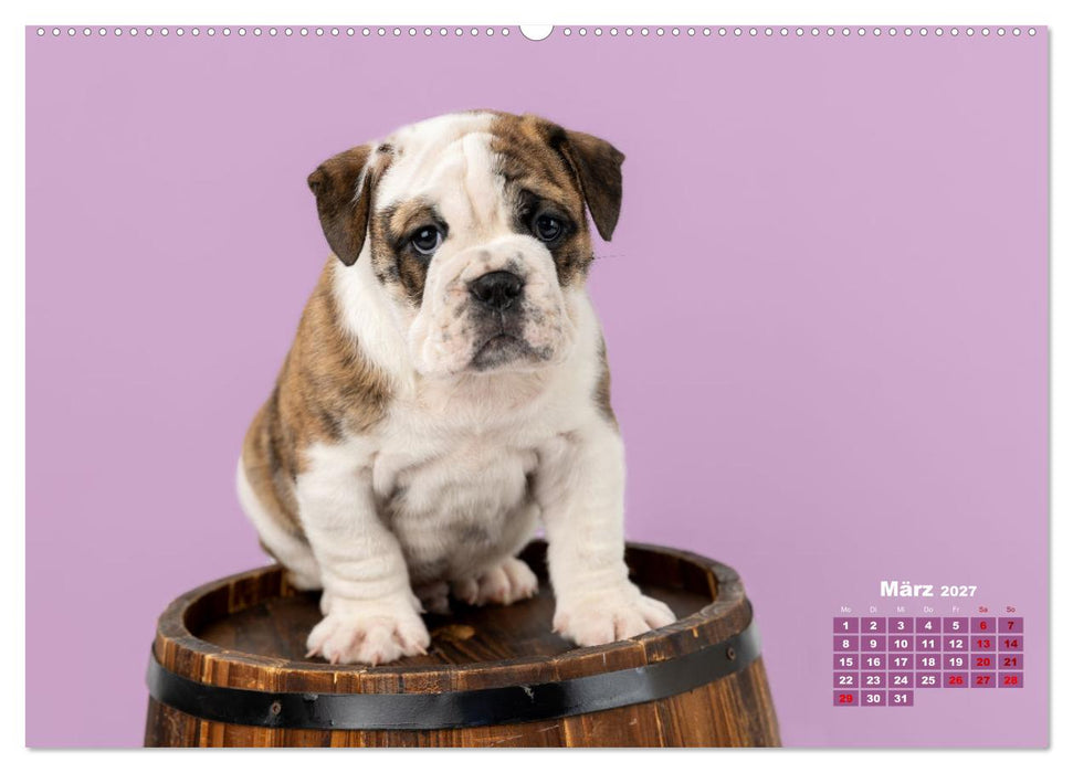 Old English Bulldog Welpen (CALVENDO Premium Wandkalender 2027)