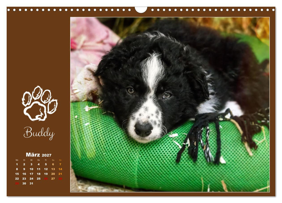 Border Collie - Welpenglück (CALVENDO Wandkalender 2027)