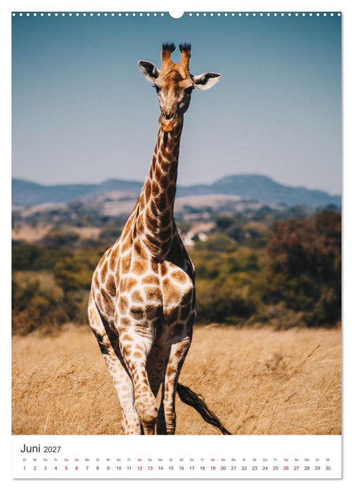 Giraffe - Bemerkenswerte Tiere. (CALVENDO Premium Wandkalender 2027)