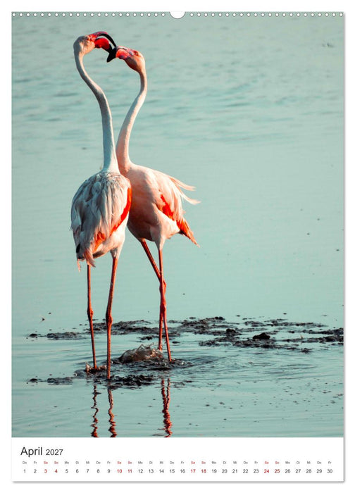 Flamingos in rosa Federpracht. (CALVENDO Premium Wandkalender 2027)