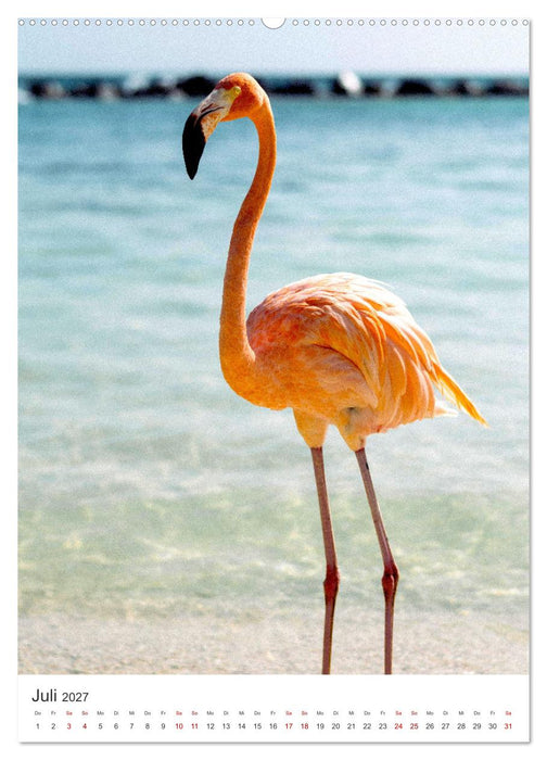 Flamingos in rosa Federpracht. (CALVENDO Premium Wandkalender 2027)